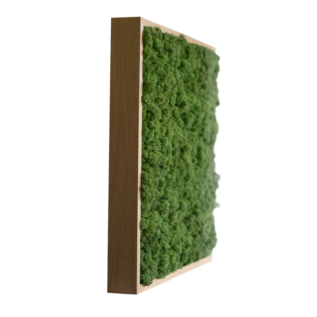 Islandmoos 50x50