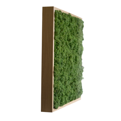 Islandmoos 50x50