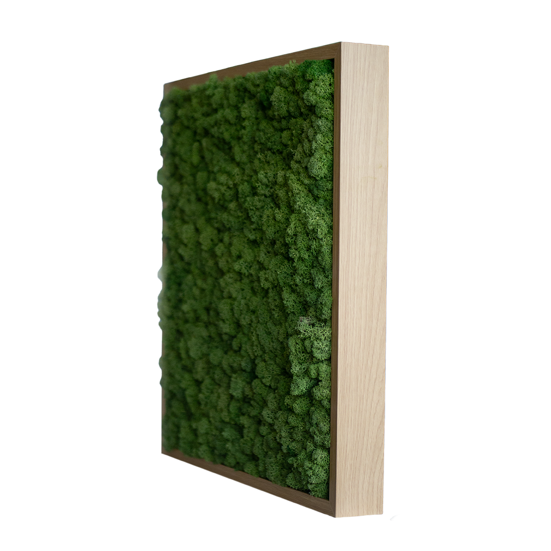Islandmoos 50x50