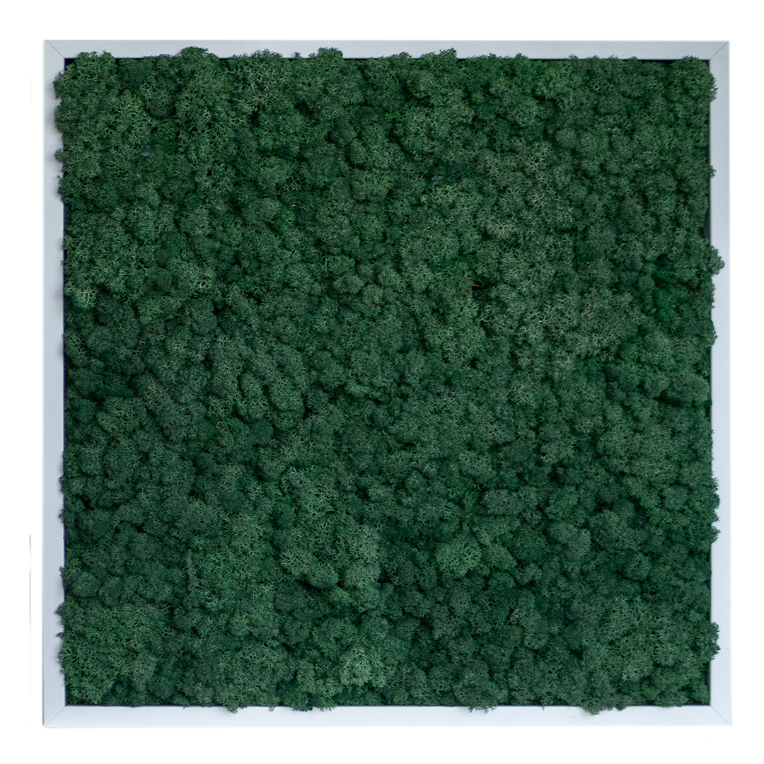 Islandmoos 50x50