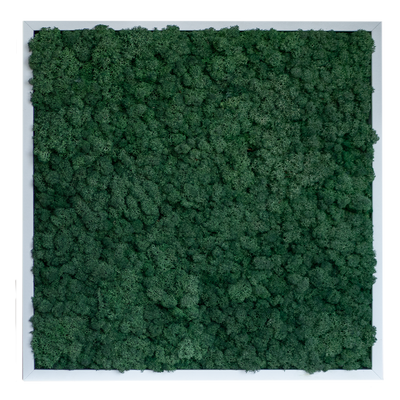 Islandmoos 50x50