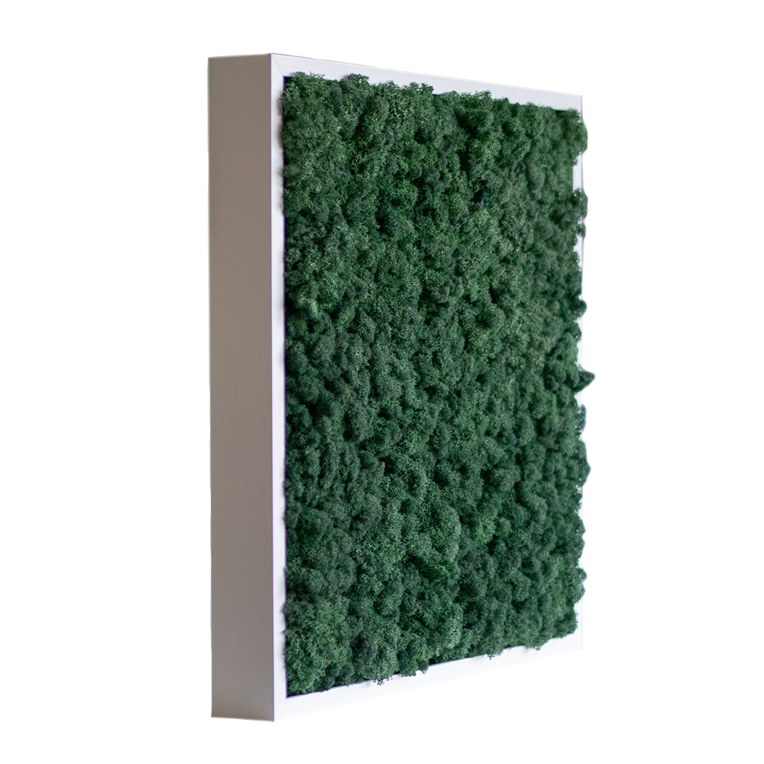 Islandmoos 50x50