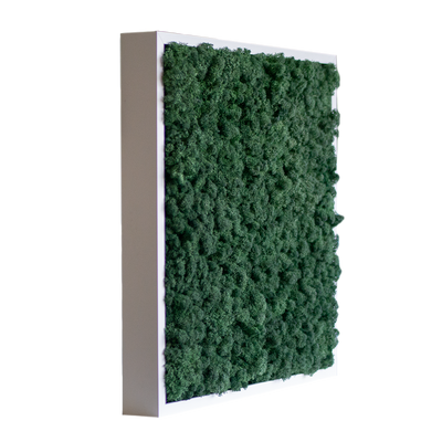 Islandmoos 50x50