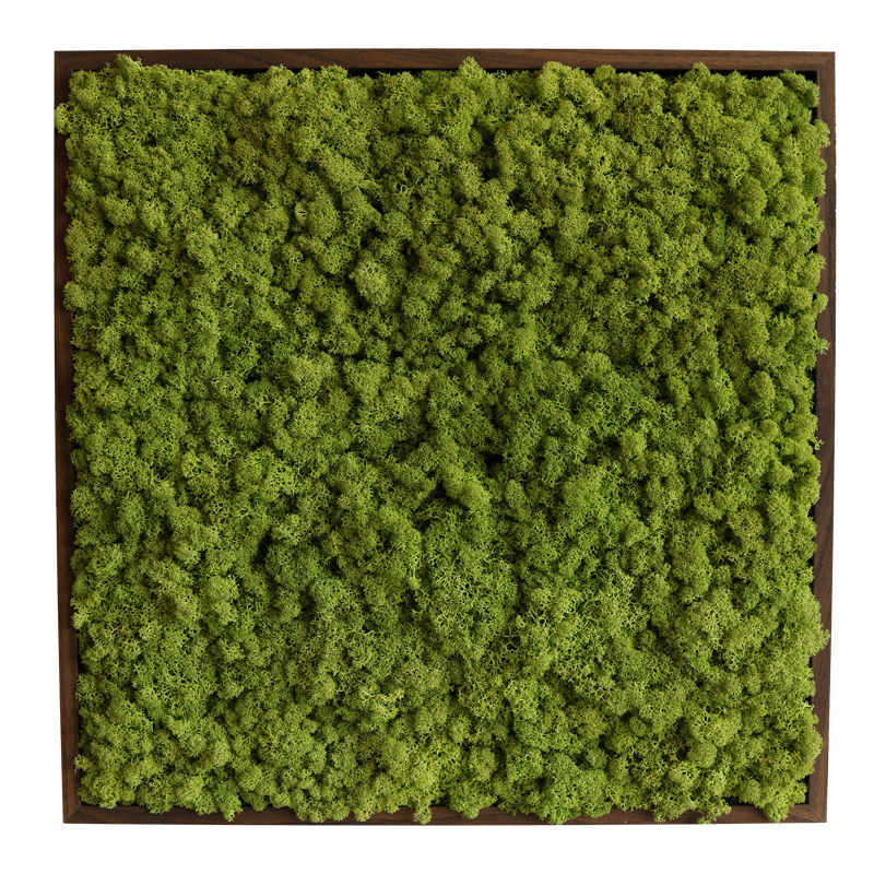 Islandmoos 50x50