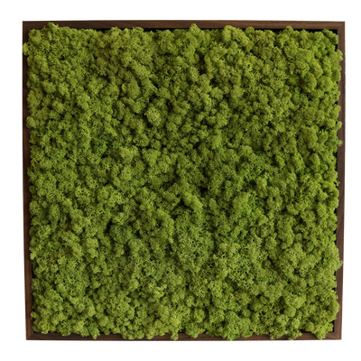 Islandmoos 50x50