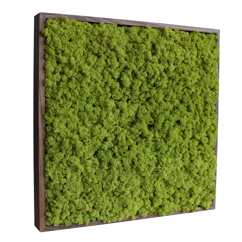 Islandmoos 50x50