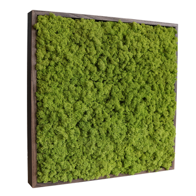 Islandmoos 50x50