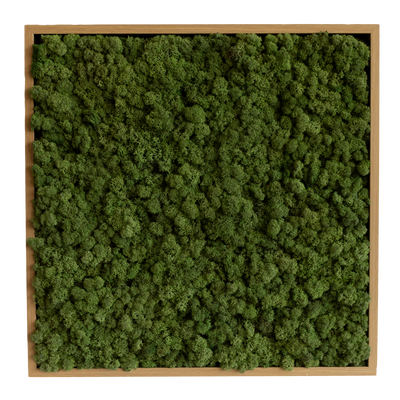 Islandmoos 50x50