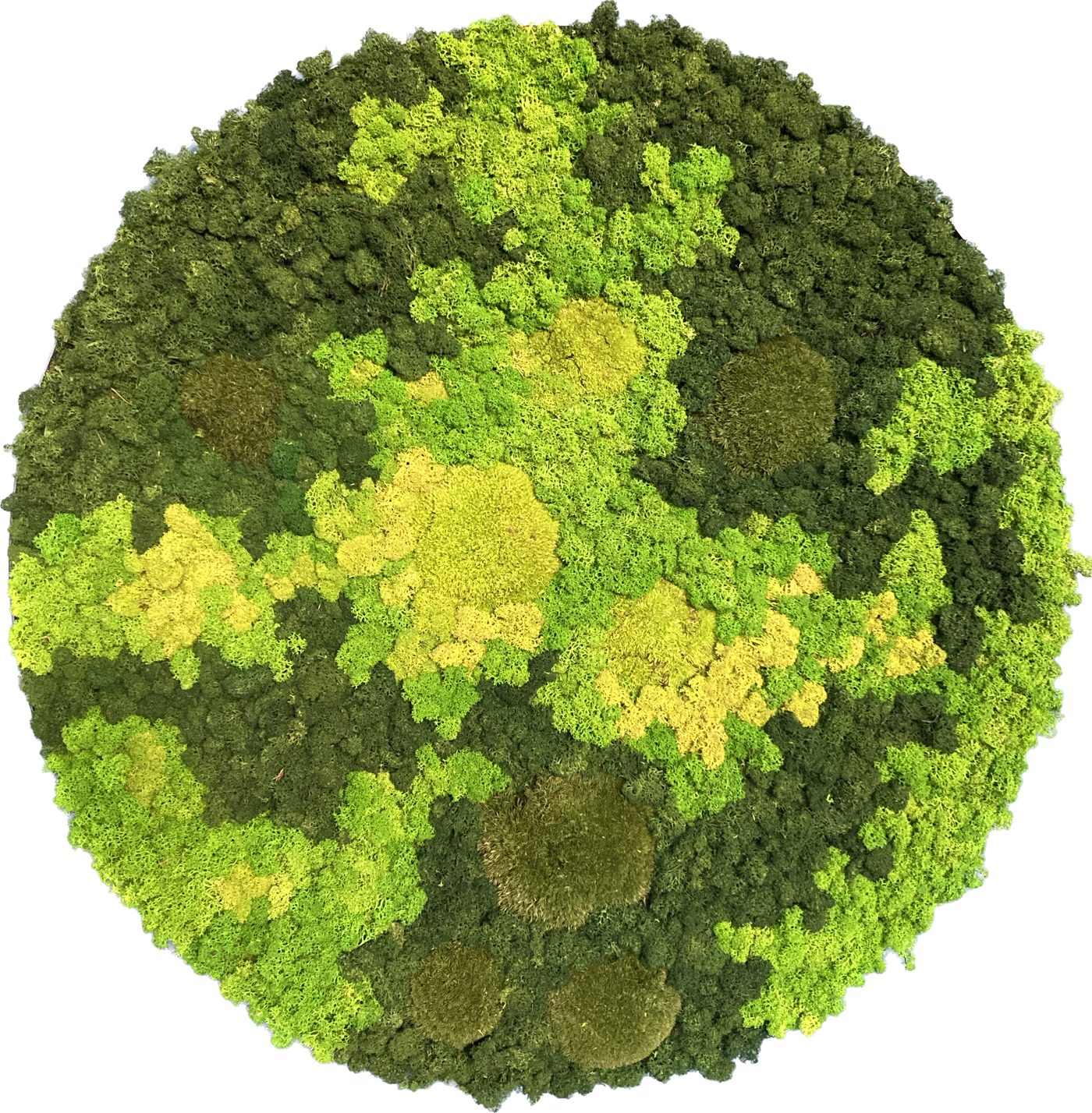Evergreen Nebula rund