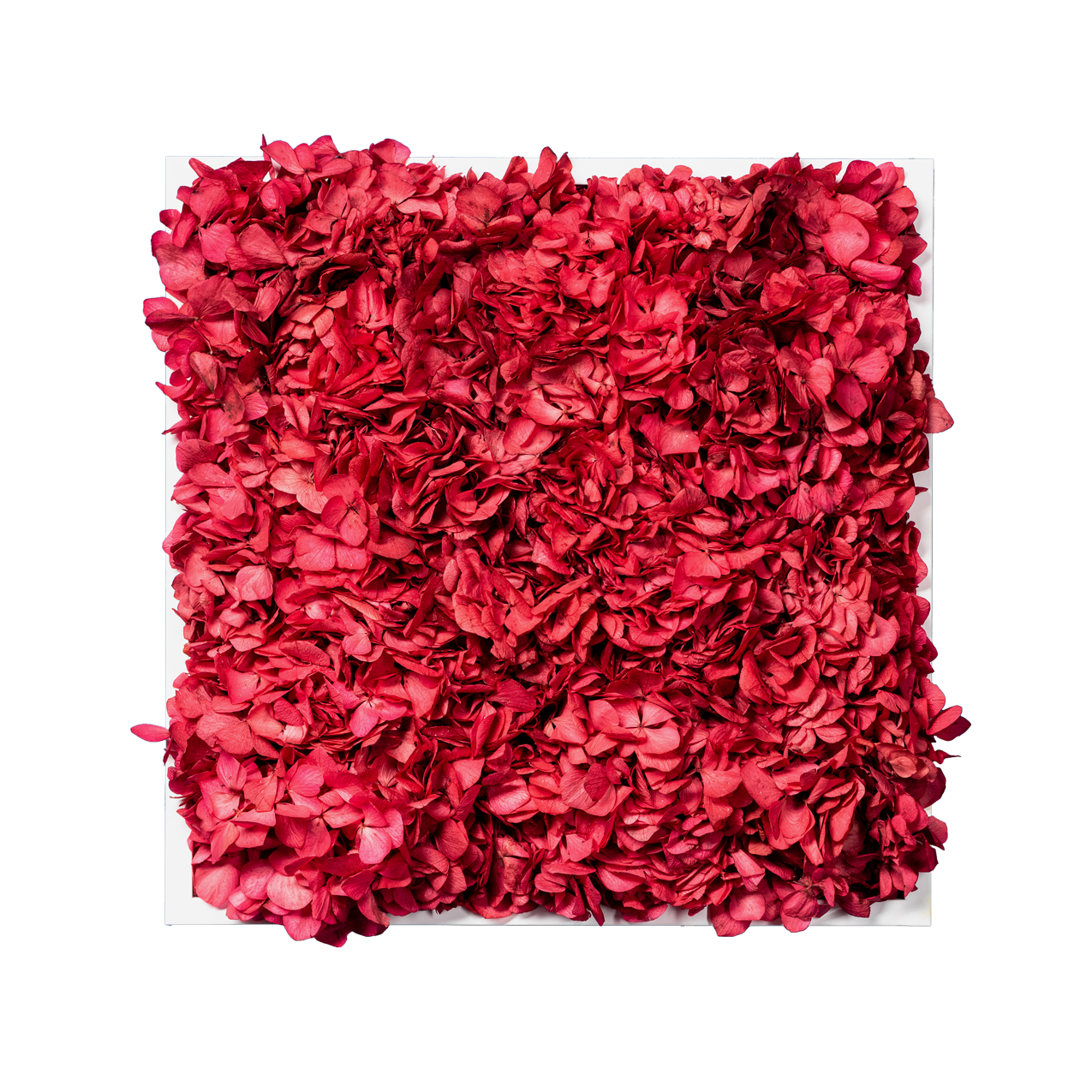 Blütenbild | eckig, rot